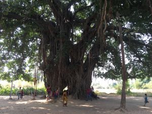 Un Banian à Bodhgaya